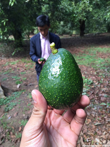 Agrosol avocado farm