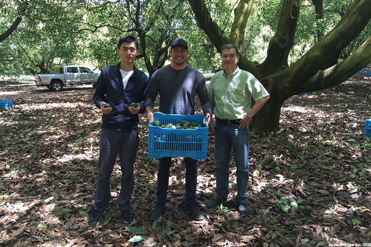 Avocado farming in Uruapan