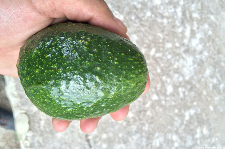 Hass Avocados from Mexico